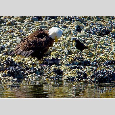 Bald Eagle And Crow Wildlife Photo